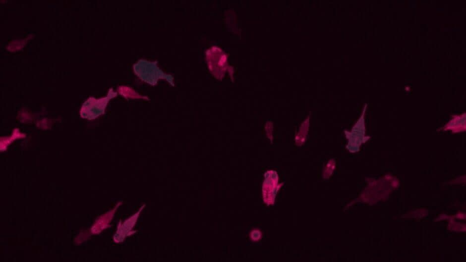 Fishbones screenshot